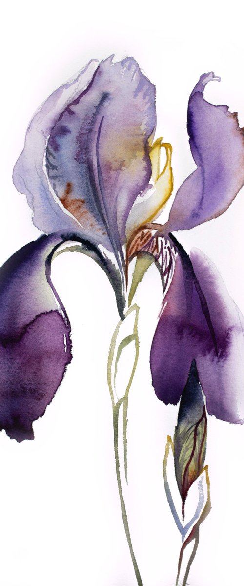 Iris No. 125 by Elizabeth Becker