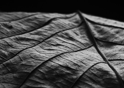 Leaf Veins VI [Framed; also available unframed] by Charles Brabin