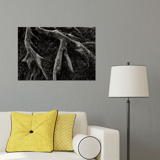 Roots II | Limited Edition Fine Art Print 1 of 10 | 75 x 50 cm