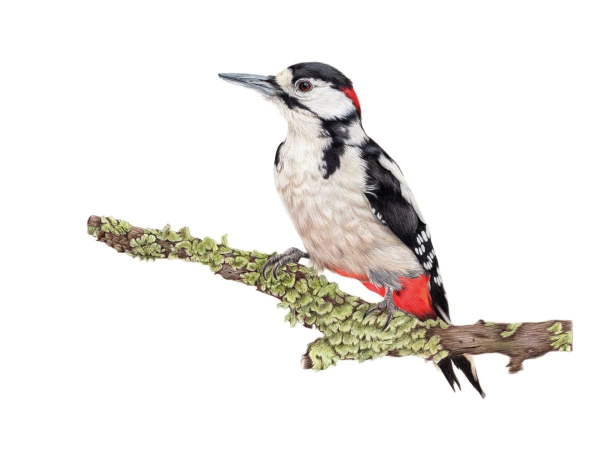 Woodpecker by Katie Packer
