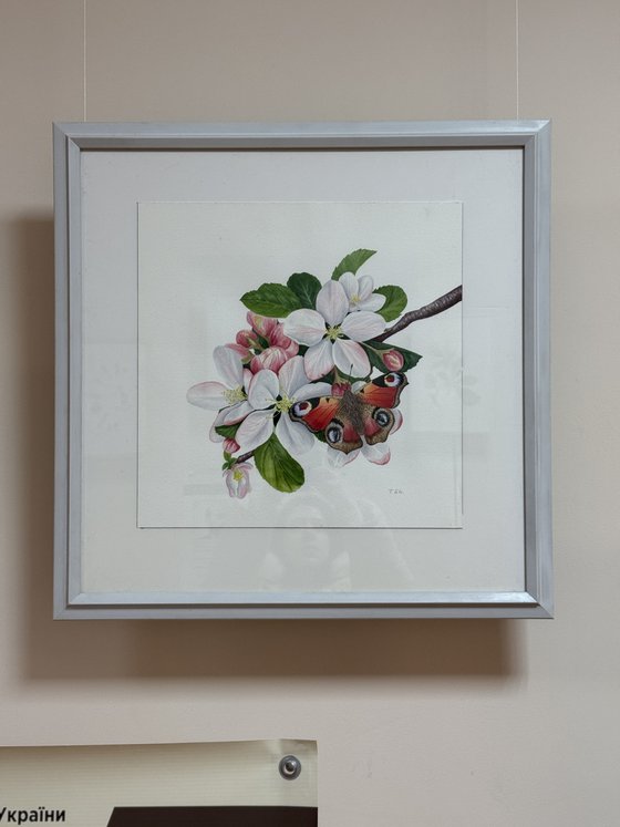 Apple blossom and butterfly