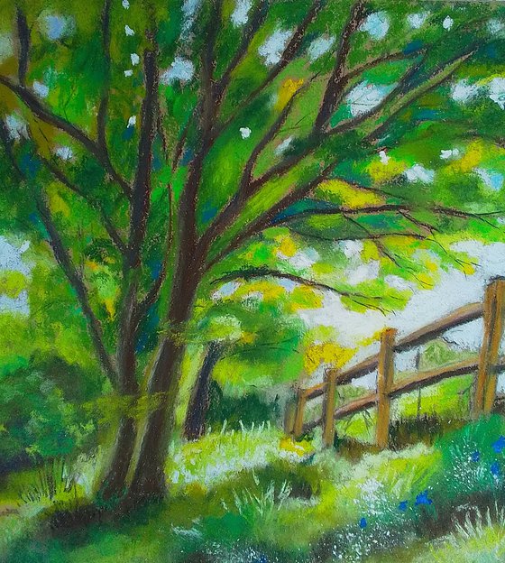 Morning light meadow