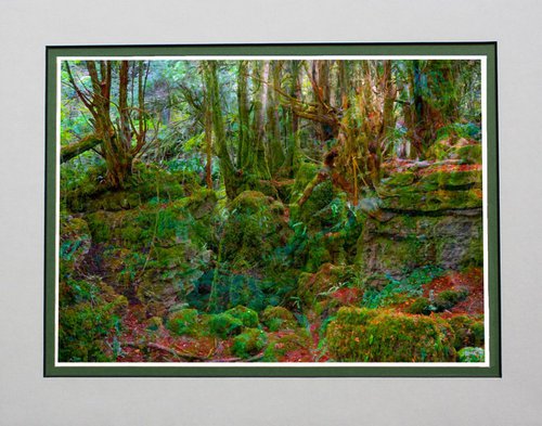 Fantasy Forest by Robin Clarke