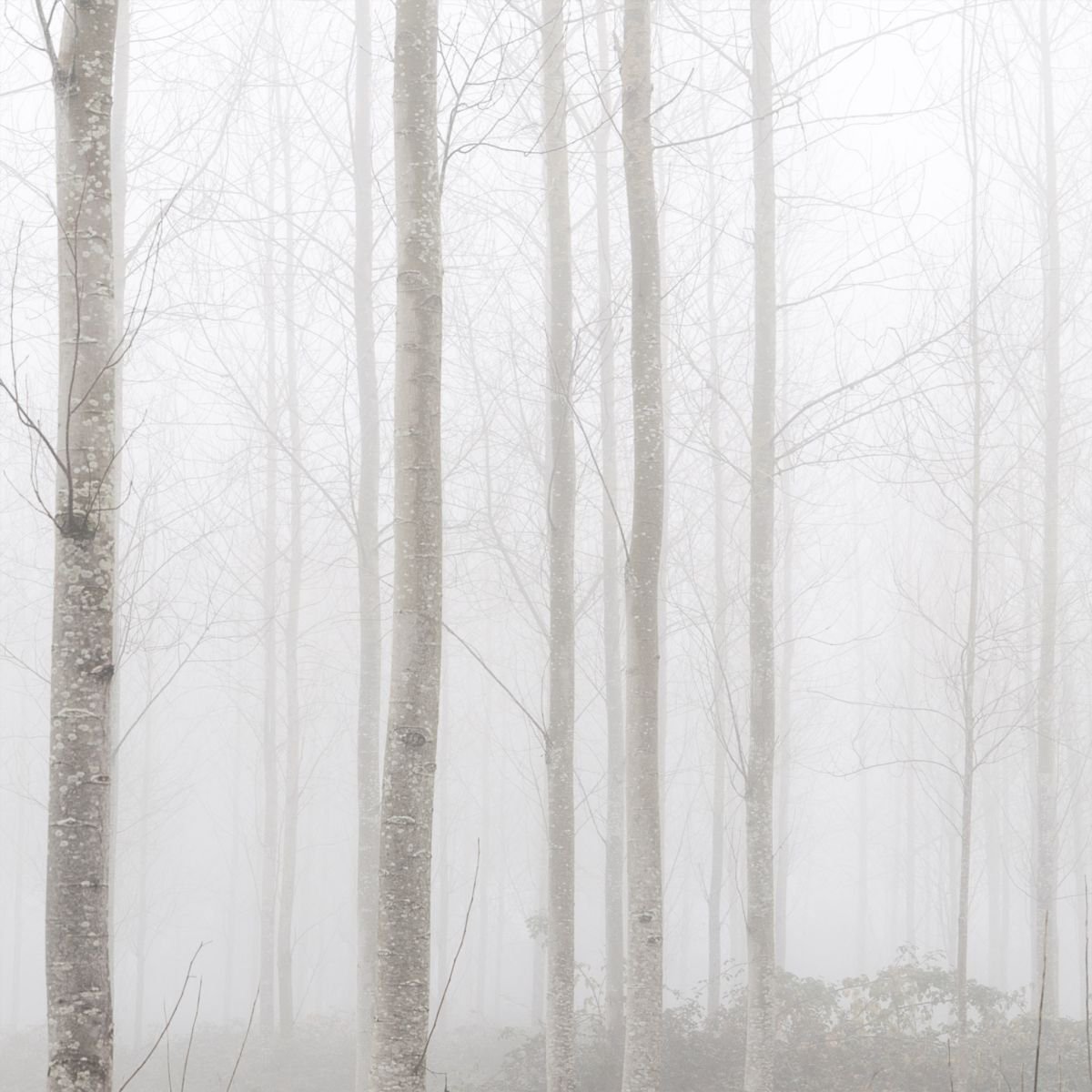 Misty Woods by Tracie Callaghan