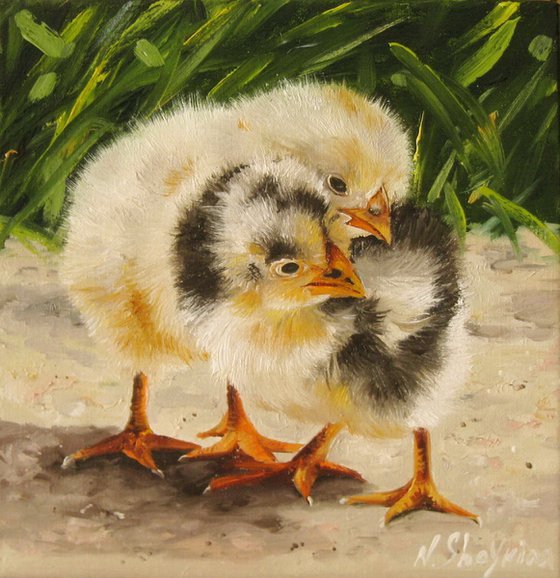 Baby Chicks in Grass