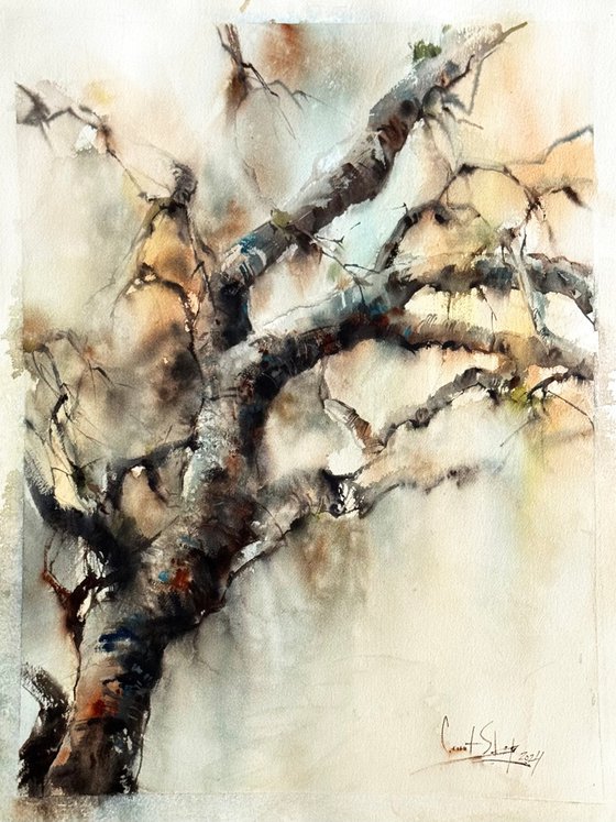 Rainy Forest