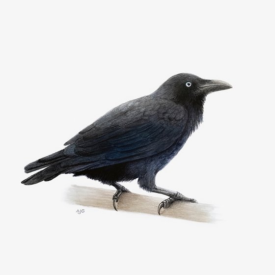 Australian Raven