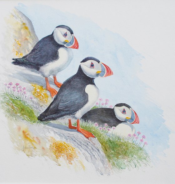 Puffins