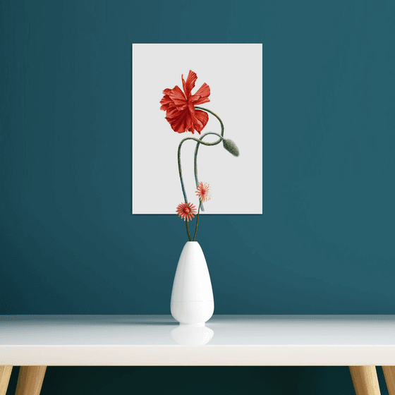 Red Poppy Study ІІ