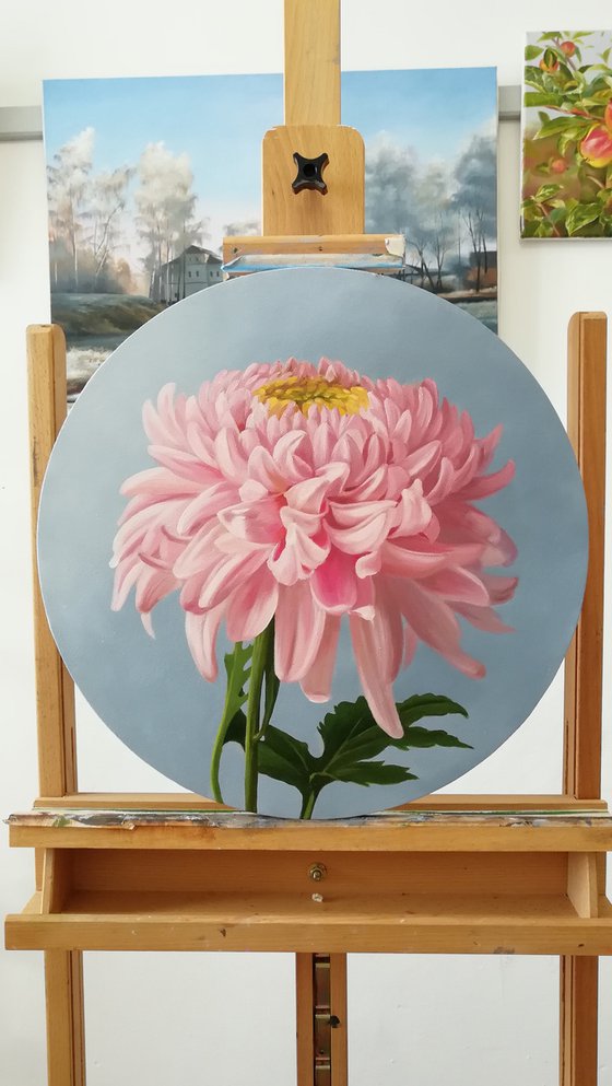 Chrysanthemum in pink