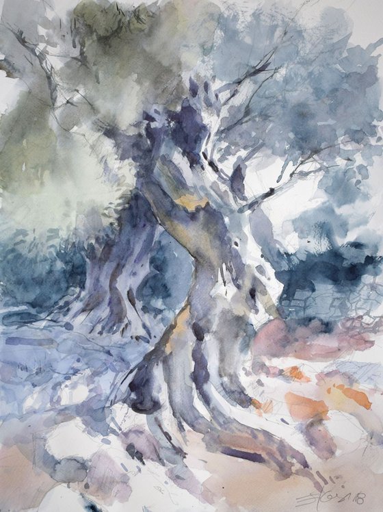 Old olive tree.