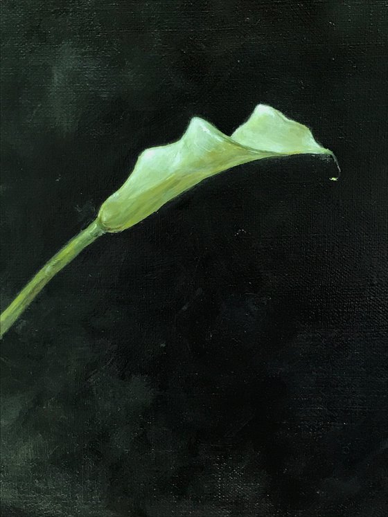 RED &amp; White Lily