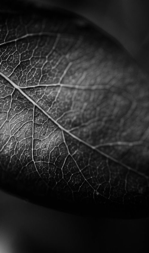 Leaf Veins IX [Framed; also available unframed] by Charles Brabin