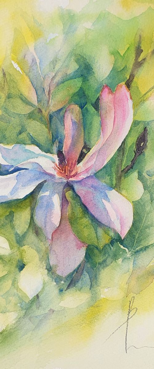 watercolour MAGNOLIA LATE SPRING I flower painting 15X25/ 2019.019 by Beata van Wijngaarden