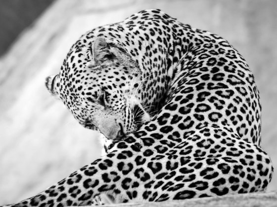 THE BIG LEOPARD