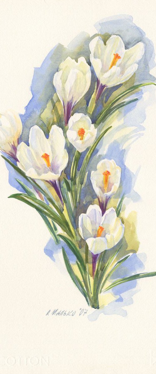 White crocuses / ORIGINAL watercolor 11x15in (28x38cm) by Olha Malko
