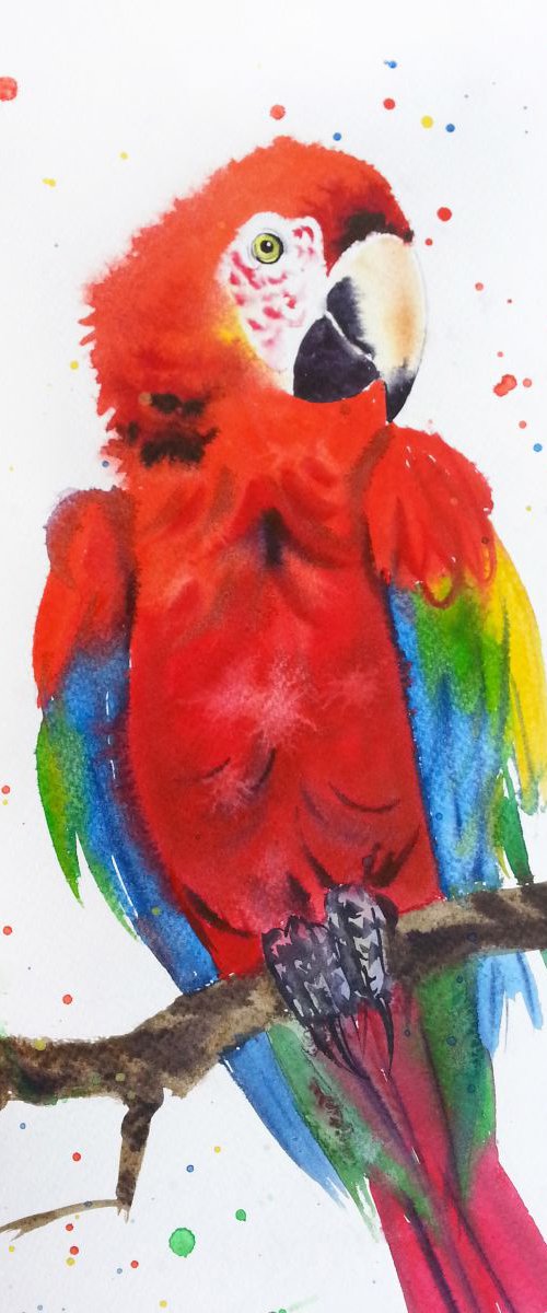 RESERVED - Red Macaw – Red Par by Olga Beliaeva Watercolour