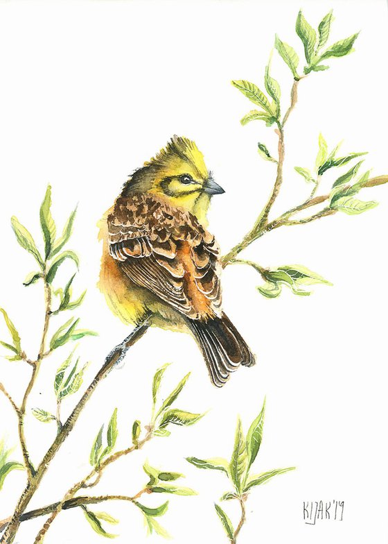 YellowHammer, wildlife, birds watercolours