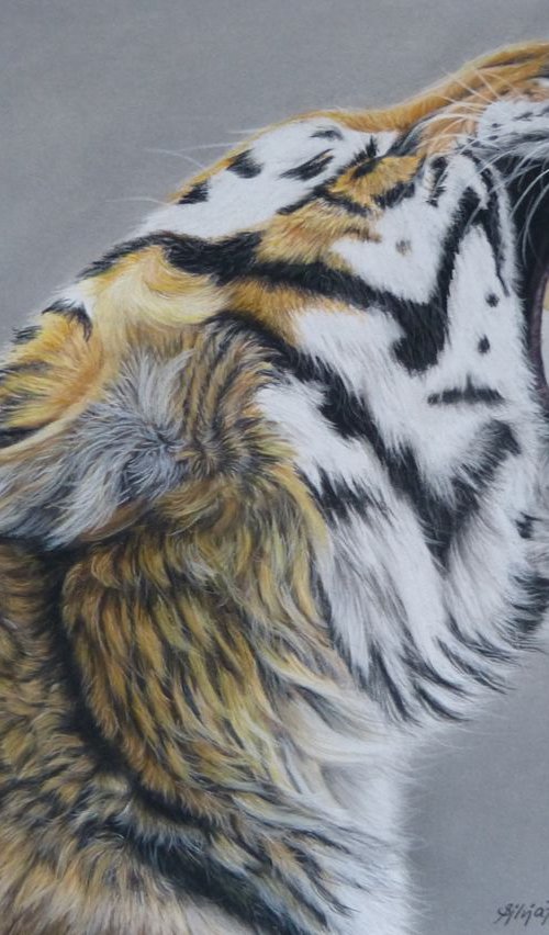 Tiger by Silvia Frei