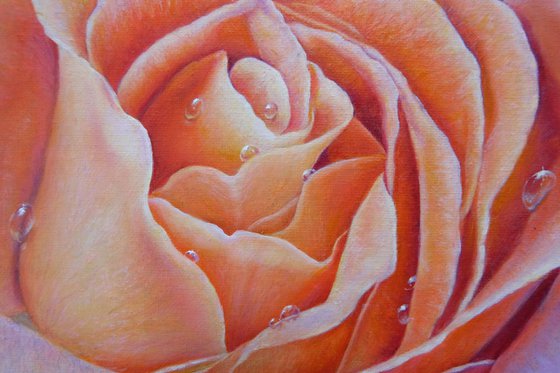 Rose at Dawn