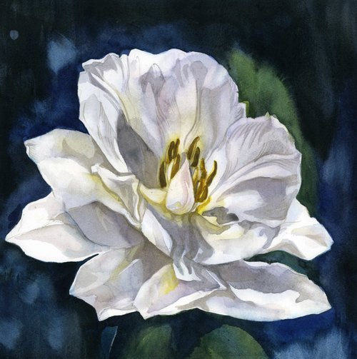 white tulip in blues by Alfred  Ng