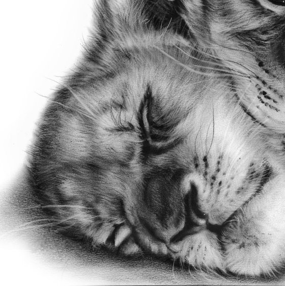 Commissioned Artwork Lion Cubs