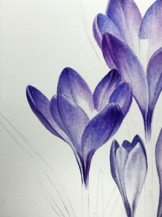 Violet Crocuses original watercolor