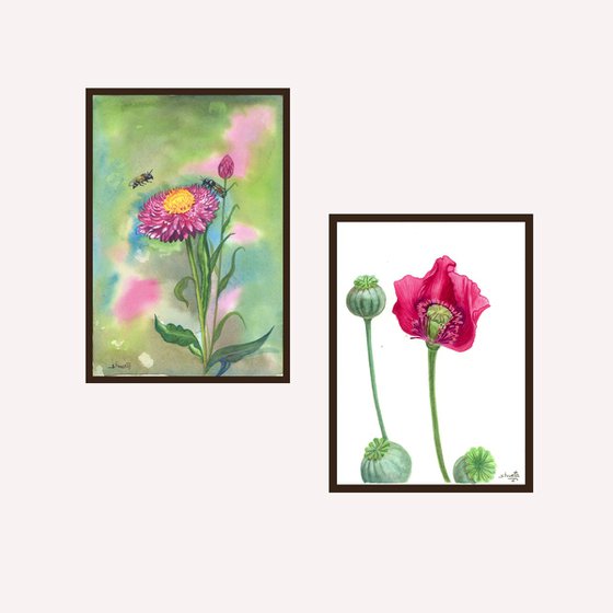 Red poppy and the strawflower