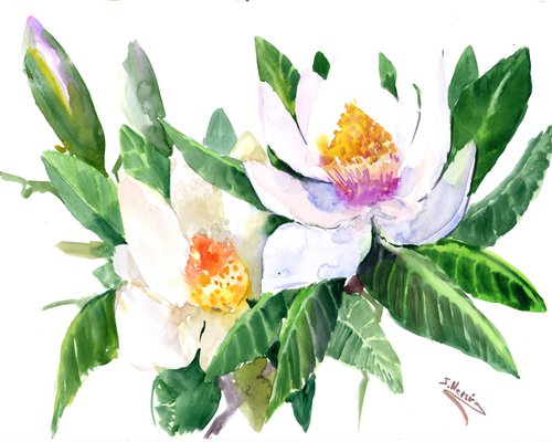 white Magnolia Flowers by Suren Nersisyan