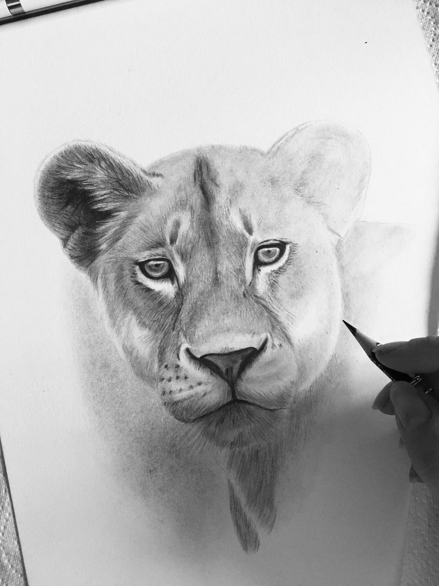 Photorealistic Animal Pencil Drawing By Amelia Taylor, 8 X 12, Lioness, Original Artwork