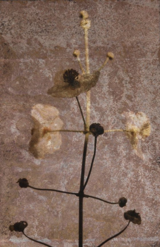 Sagittaria i