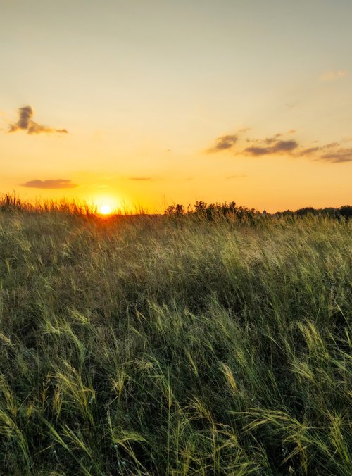 Evening whisper of grass. by Vlad Durniev