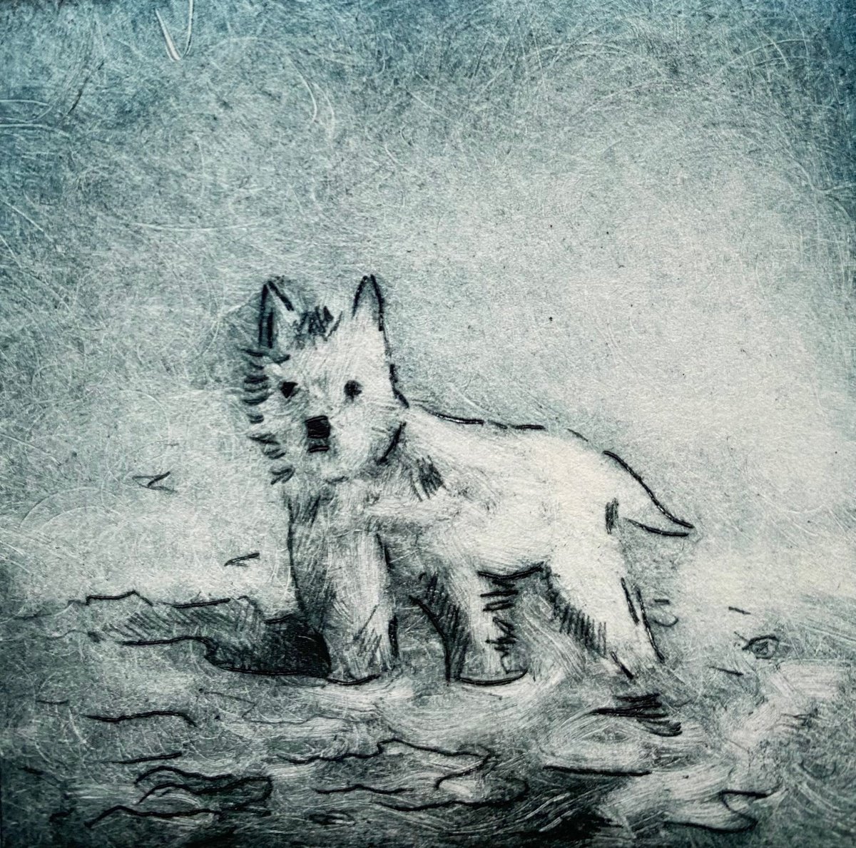 Illustrative Animal Etchings & Engravings By Rebecca Denton, 6 X 6", Westie, Original Artwork