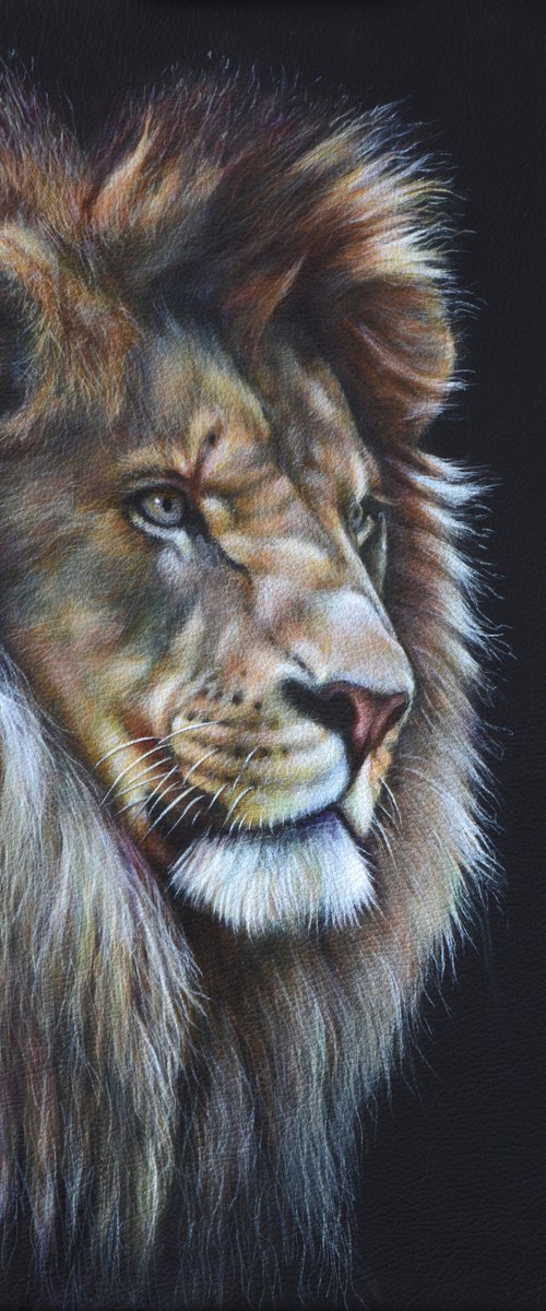 Lion Portrait by Karl Hamilton-Cox