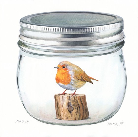 British Robin Red in Jar II