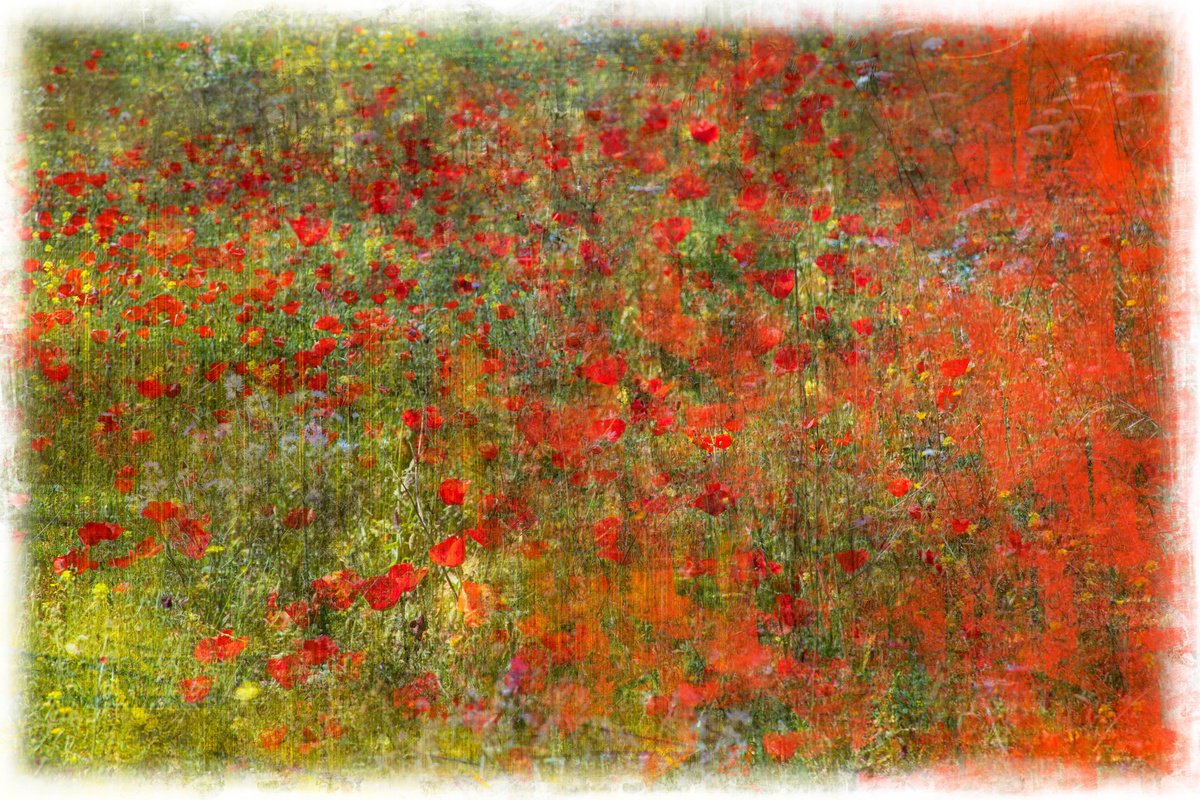 Impressionistic Photograph , Poppy Red By Louise O
