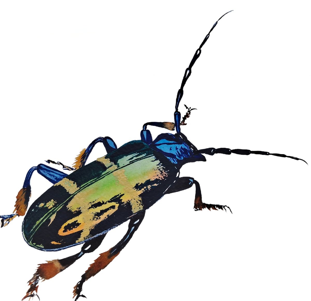 Animal Drawing By Yuliia Sharapova, 16 X 12", Sphingnotus Mirabilis Beetle, Original Artwork