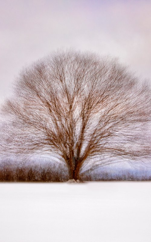 Lone Tree Abstract by David DesRochers