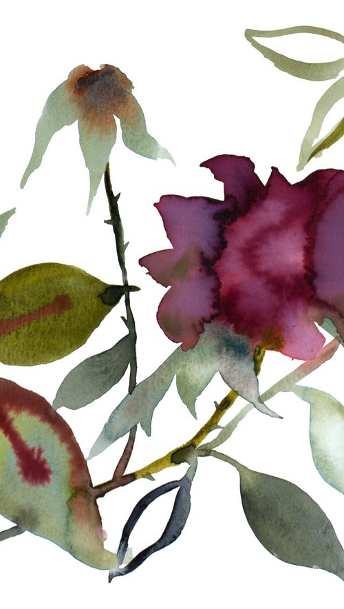 Rose Study No. 92 by Elizabeth Becker