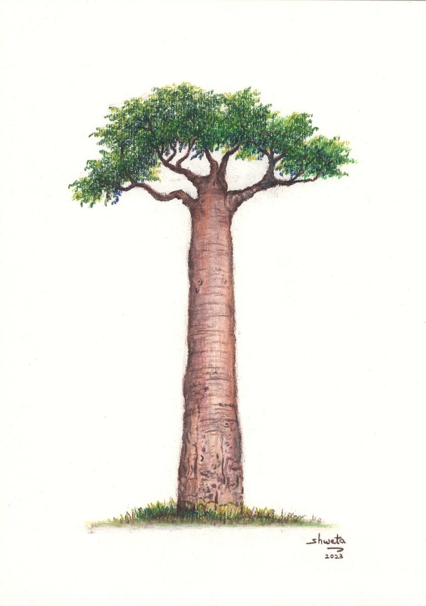 Baobab tree pencil drawing by Shweta  Mahajan