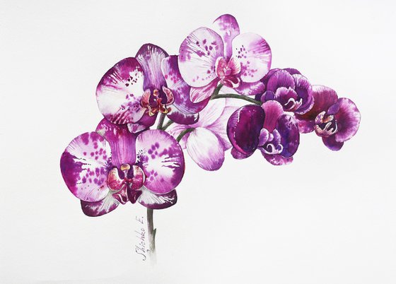 Orchid