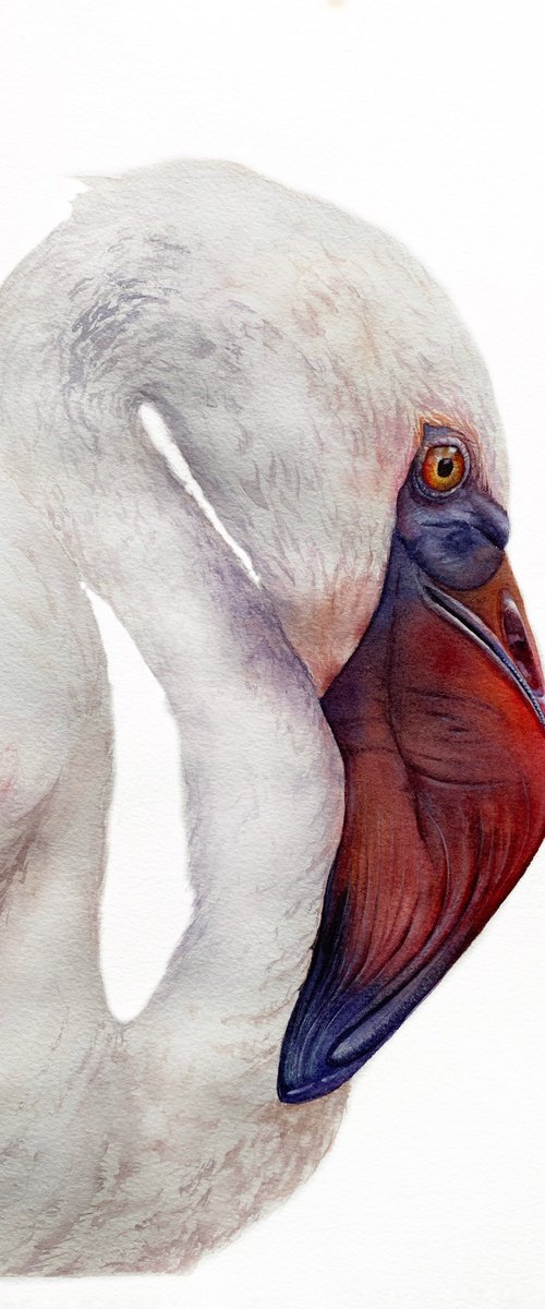 Elegant Flamingo, bird portrait by Tetiana Savchenko