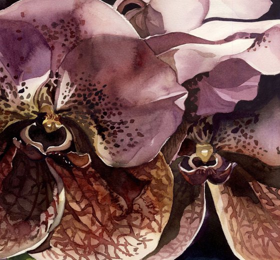vanda orchid watercolor