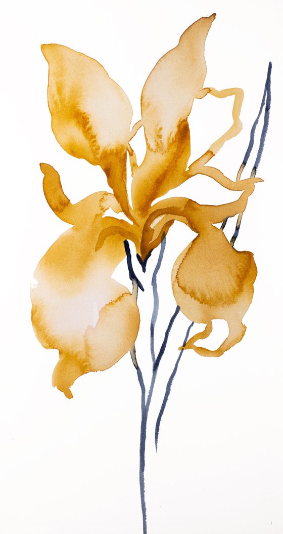 Iris No. 143