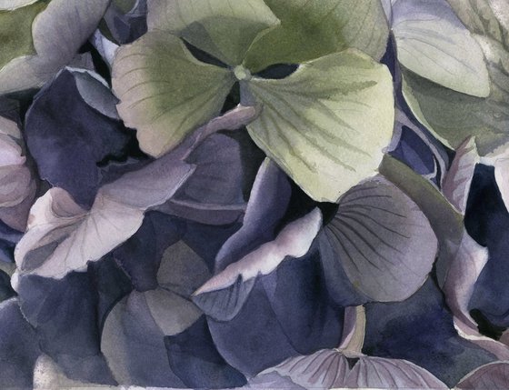 spring hydrangea watercolor