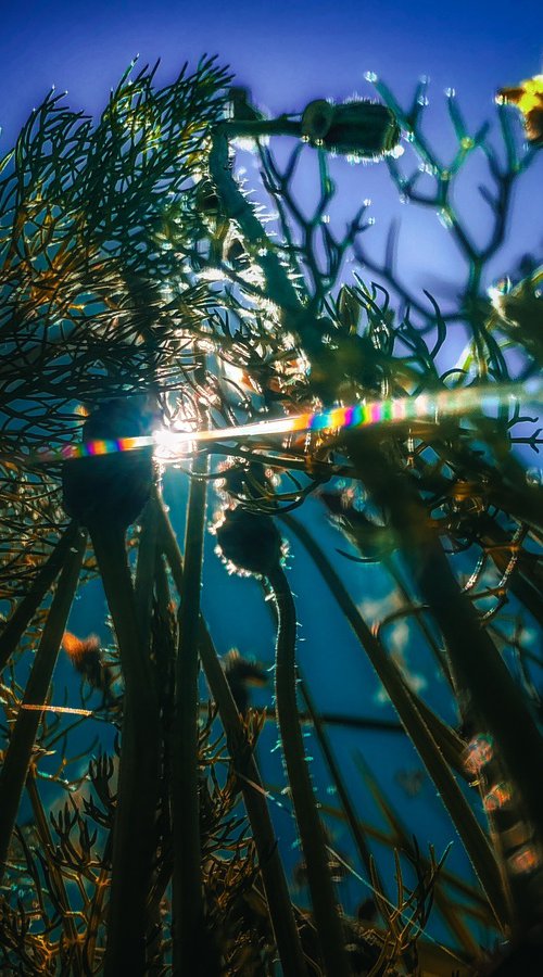 Flowers to the sky by Nektaria Thalia