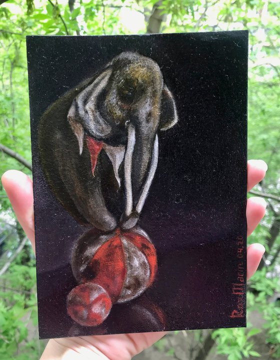 Circus Elephant