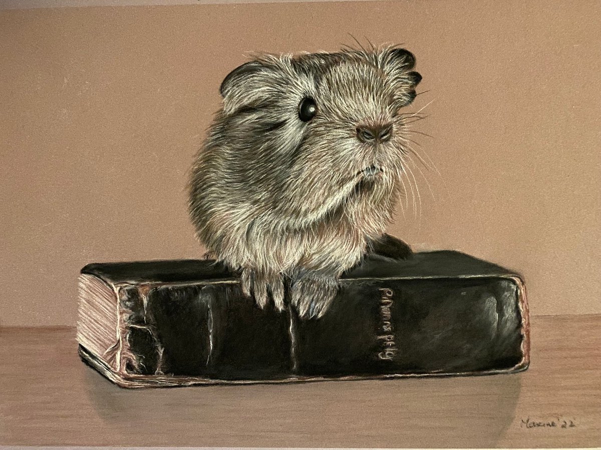 Guinea pig by Maxine Taylor