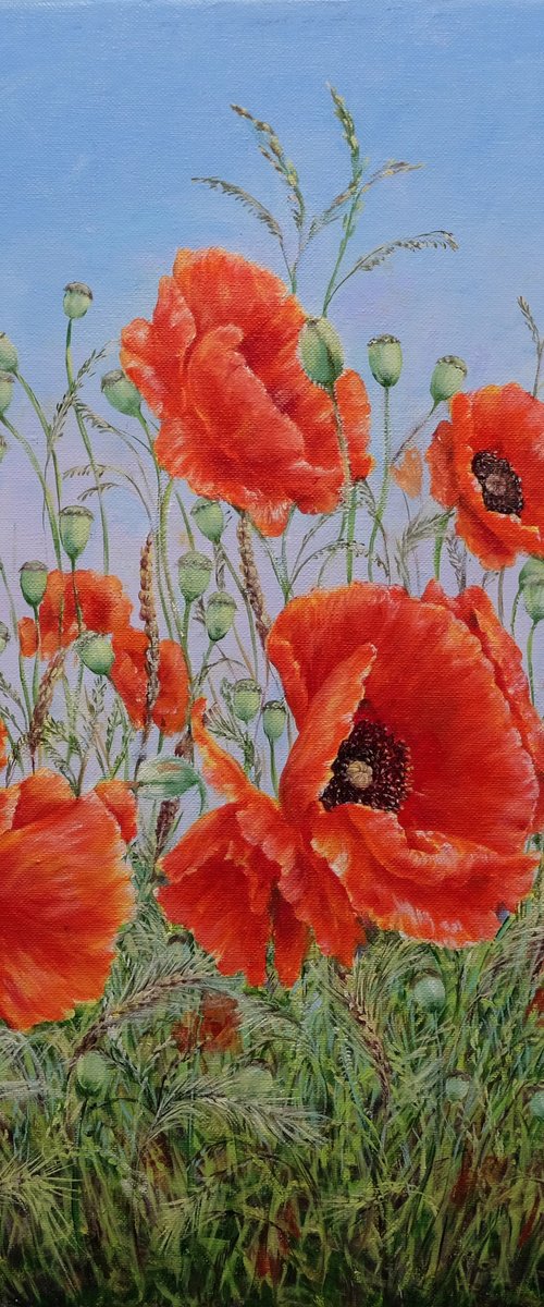 Poppies by Anastasia Woron