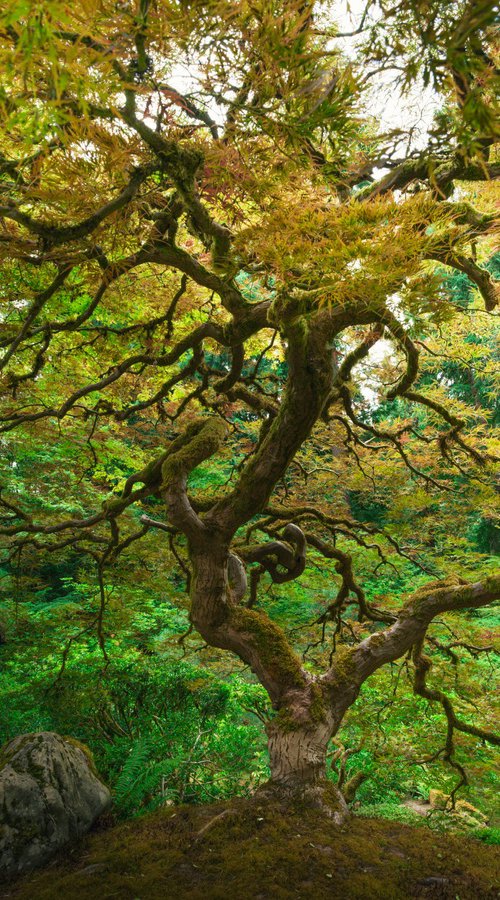 TREE OF LIFE by Harv Greenberg